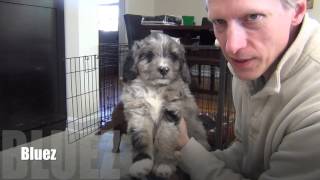 Mini AussieDoodle puppies at 7 weeks old [upl. by Neirrad]