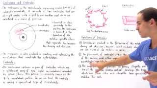 Centrosome and Centrioles [upl. by Miguel]