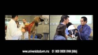 UVM  Licenciatura en Medicina Veterinaria y Zootecnia [upl. by Ramsay]