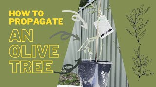 How To Propagate An Olive Tree [upl. by Berna334]