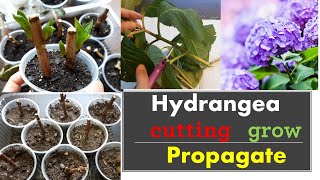 How to propagate hydrangeas from cuttings Grow [upl. by Bunny]