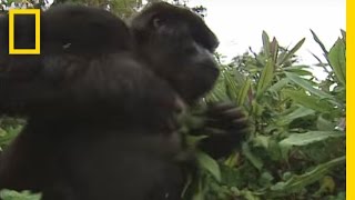 How to Survive a Gorilla Charge  National Geographic [upl. by Bucher]