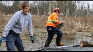 Removing Invasive Phragmites [upl. by Eltsyrc116]