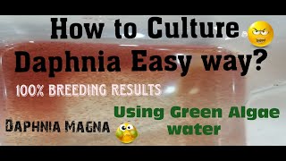 Daphnia MagnaHow to Culture Daphnia Easy wayCulturing Daphnia using Green water Daphnia [upl. by Ecirrehs]