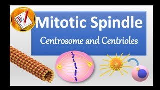 Spindle Centrosome centrioles chromosomal segregation [upl. by Ellsworth145]