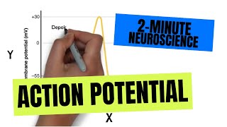 2Minute Neuroscience Action Potential [upl. by Llewoh]