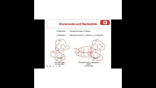 Biochemistry of Nucleic acidNucleoprotein [upl. by Ecirtnas]