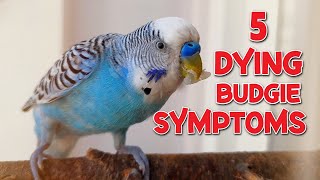 5 Symptoms of a Dying Budgie [upl. by Hirst]