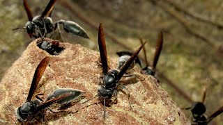 Warrior wasp nest Synoeca septentrionalis [upl. by Noxas728]