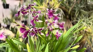 Miltonia orchids [upl. by Imekawulo387]