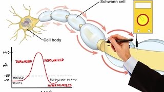 NEURON ACTION POTENTIAL MADE EASY [upl. by Sculley]