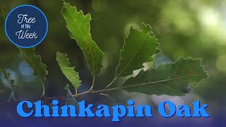 Tree of the Week Chinkapin Oak [upl. by Attenov]