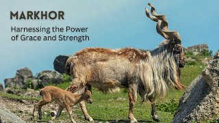 Fascinating Facts About Markhor  Natures Majestic Warrior [upl. by Linsk418]