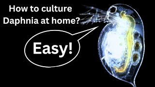 BEST Live Fish Food Beginner guide How to Culture Daphnia at home [upl. by Christina157]