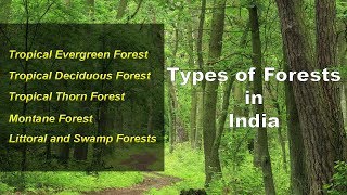 Types of Forests in India  Evergreen Deciduous Thorny Montane Littoral Swamp [upl. by Yenahteb]