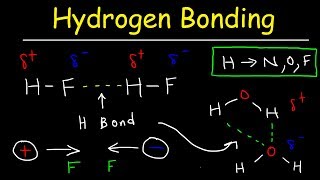 Hydrogen Bonds In Water Explained  Intermolecular Forces [upl. by Nelleyram]