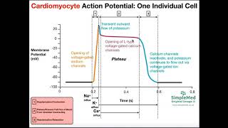 The Cardiac Muscle Action Potential EXPLAINED [upl. by Annahavas554]