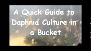 How to culture daphnia outside [upl. by Alyose127]