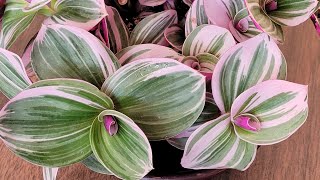 Garden 003 Tradescantia Nanouk Care Guide [upl. by Ahtnamys]