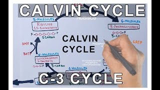 Photosynthesis  Calvin Cycle [upl. by Dorolisa150]