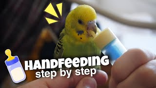 Tips for Handfeeding Baby Budgies [upl. by Ama]