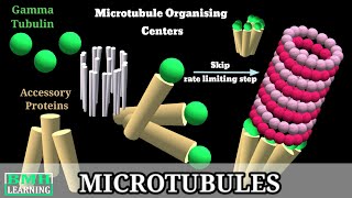 Microtubules  Microtubule Structure amp Function  Microtubules Assembly Microtubule Polymerisation [upl. by Sukhum]