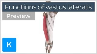 Functions of the vastus lateralis muscle preview  Human 3D Anatomy  Kenhub [upl. by Talich56]