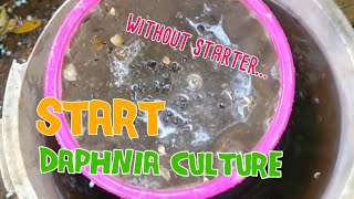 How to culture daphnia moina the easy way 1  Starting the Daphnia culture [upl. by Abigael]