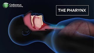 The Pharynx Anatomy and Function  Epiglottis  Larynx Examined [upl. by Dumas]