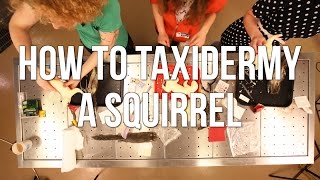 How to Taxidermy a Squirrel [upl. by Ahcsatan]