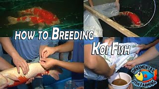 How to Breed Koi Carp Fish and Take Care of Baby Koi  Japanese koi Fish Farm [upl. by Anatnom]