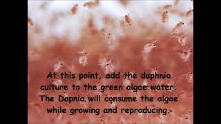 Daphnia  How to grow daphnia in your home [upl. by Gae]