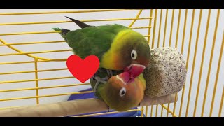 Fischers Lovebird Mating Ritual [upl. by Ettenuahs]