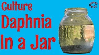 How to Culture Daphnia in a Jar [upl. by Anayeek]