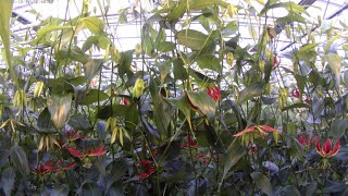 Timelapse about the complete growth of Gloriosa plants [upl. by Nairad]