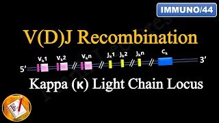 VDJ Recombination PART 1  Ig Light chain locus FLImmuno44 [upl. by Erdied]