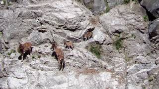 Mountain Mothers Markhor Conservation Jammu amp Kashmir [upl. by Almeta343]