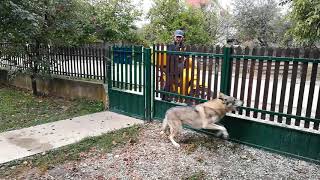 Czechoslovakian Wolfdogs Reaction When See the Postman [upl. by Eldwon]