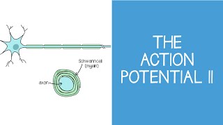 14 Cellular The Action Potential II [upl. by Doowron]