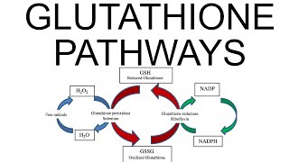 Glutathione Pathways [upl. by Hausner]