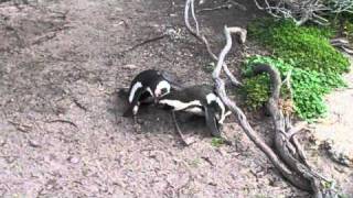 African Penguin Fight [upl. by Munshi]