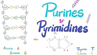 Purines Pyrimidines Nucleotides Nucleosides DNA RNA Denaturation amp Annealing [upl. by Juliet]