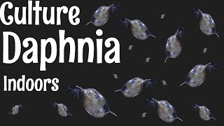 How to Culture Daphnia [upl. by Avi10]