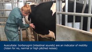 Abdominal examination in ruminants [upl. by Griggs854]