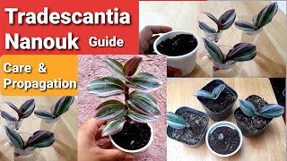 Tradescantia Nanouk Guide  Propagation amp Care Tips [upl. by Razatlab]