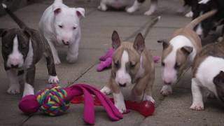 Mini Bull Terriers WeShootit puppies From Friars Point 2018 [upl. by Godric]