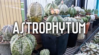 My Astrophytum collection [upl. by Atiuqcaj]