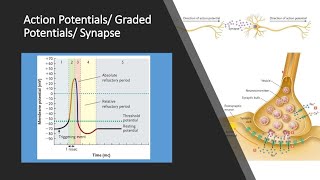 Action Potentials and Graded Potentials [upl. by Nivk]