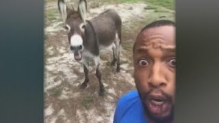 Singing donkey goes viral [upl. by Annai]