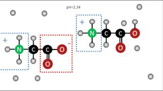 Bioquímica  pKa de los aminoácidos [upl. by Sumahs]